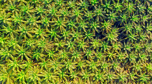 Palm Oil: Cheap and Sneaky Ingredient Wrecking Your Body and the Planet