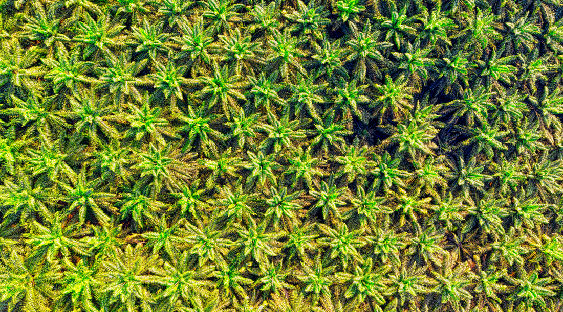 Palm Oil: Cheap and Sneaky Ingredient Wrecking Your Body and the Planet
