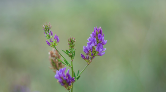 Saffron & Skullcap: Two Herbs That Deserve a Spot in Your Life