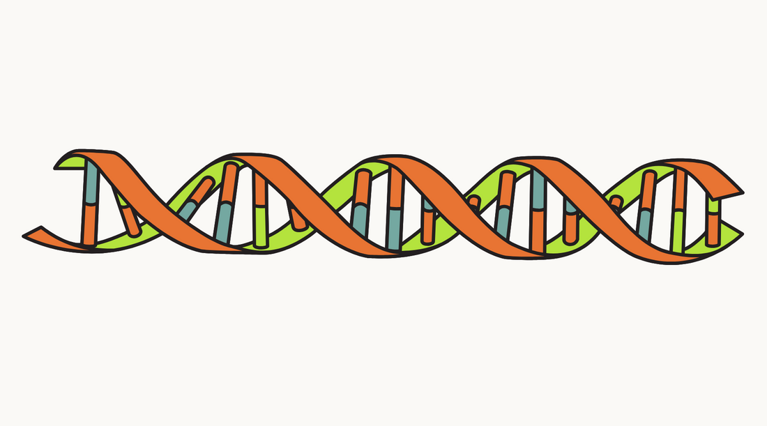 Telomeres, Time, and the Bullshit Aging Myths You Keep Believing